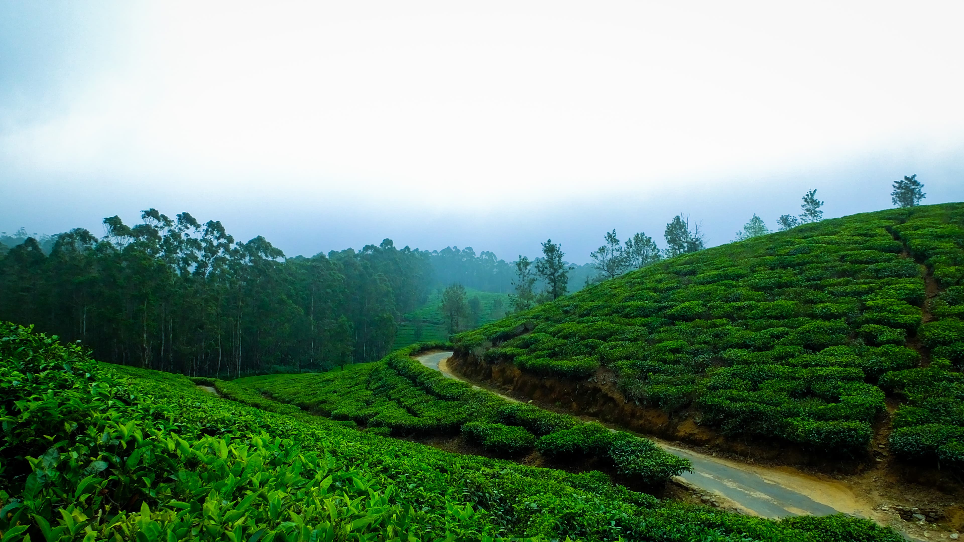 Sreemangal Tea Garden & Rainforest Tour